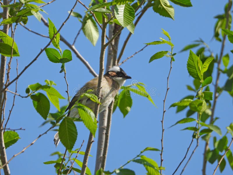 Bulbul fulato in primavera. Bulbul o bulbul fulminato o bulbul cinese. Pycnonotus sinensis è un piccolo uccello della Passeriformes Bulbul. È nera dalla fronte alla parte superiore della testa bianca dalla parte superiore di entrambi gli occhi al dorso del cuscino formando un anello di cuscino bianco con linee longitudinali gialle e verdi sulla pancia bianca. Sono attivi e raggruppati su alberi da frutto. A volte volano dal loro habitat per prendere cibo. Il torace del maschio è grigio scuro la femmina è leggera e la testa occipitale del maschio è limpida e con gli occhi sporgenti. Come uno degli uccelli utili nell'agricoltura e nella silvicoltura, Bulbul merita di essere protetto.