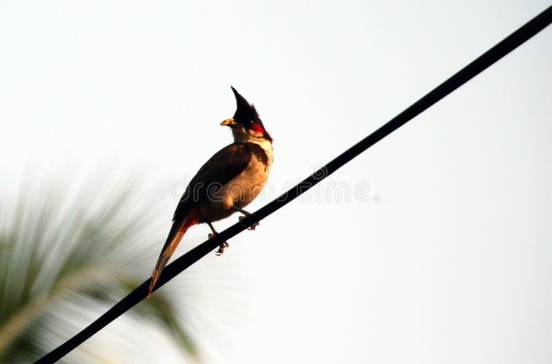 Bulbul-de-bico-vermelho-indiano fotografia de stock