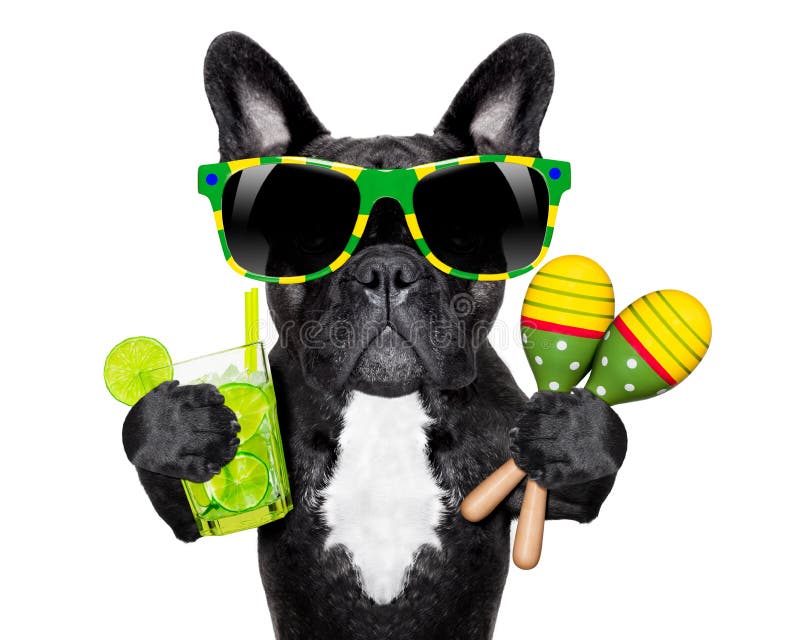 Buldog brazilian royalty free stock image