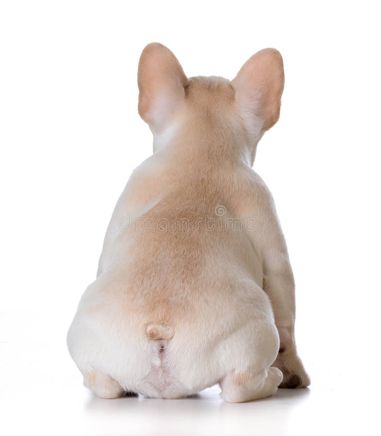 Buldog francez royalty free stock image