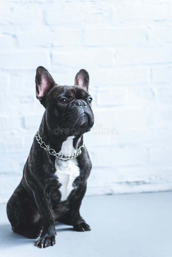 Buldog francez așezat pe podea royalty free stock image