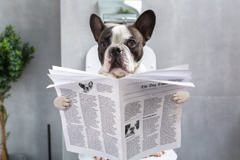 Buldog francez așezat pe un scaun de toaletă cu ziarul stock images