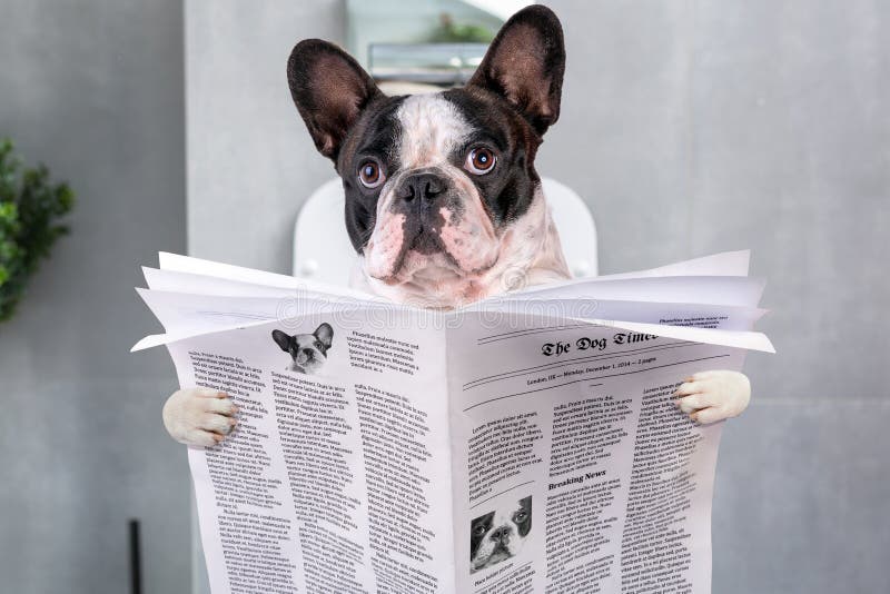 Buldog francez așezat pe un scaun de toaletă cu ziarul royalty free stock image
