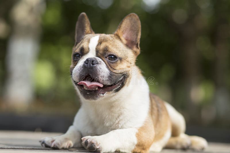 Buldog francez stock photography