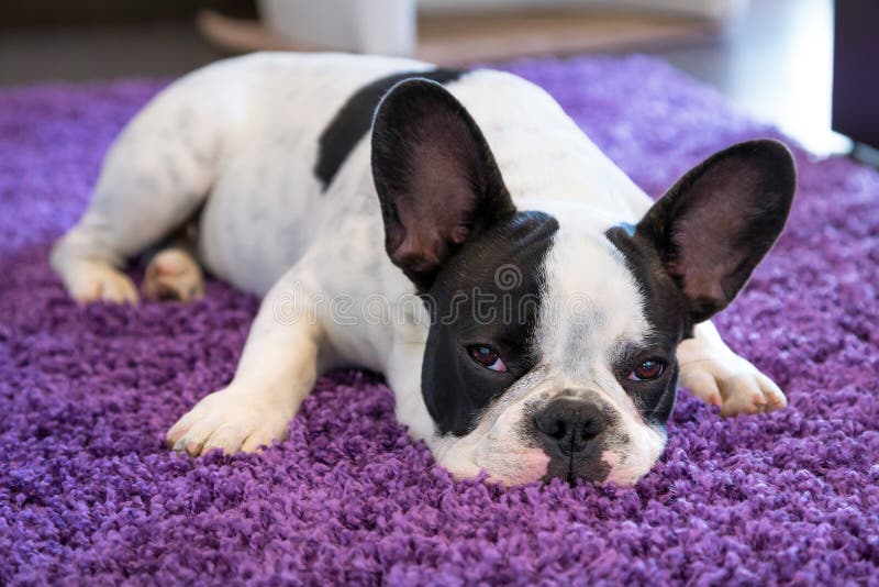 Buldog francez care doarme pe covor stock photo
