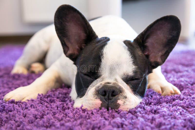 Buldog francez care doarme pe covor stock photos