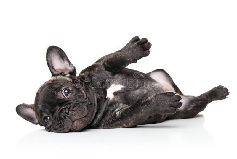 Buldog francez care se odihnește royalty free stock images