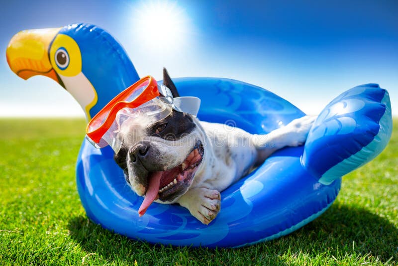 Buldog francez care se odihnește pe o roată gonflabilă din grădină royalty free stock photography