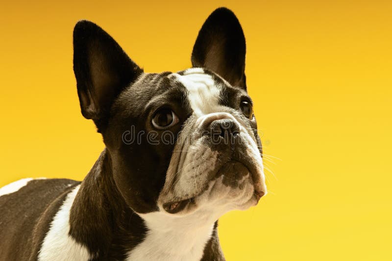 Buldog francez care se uită departe royalty free stock photos
