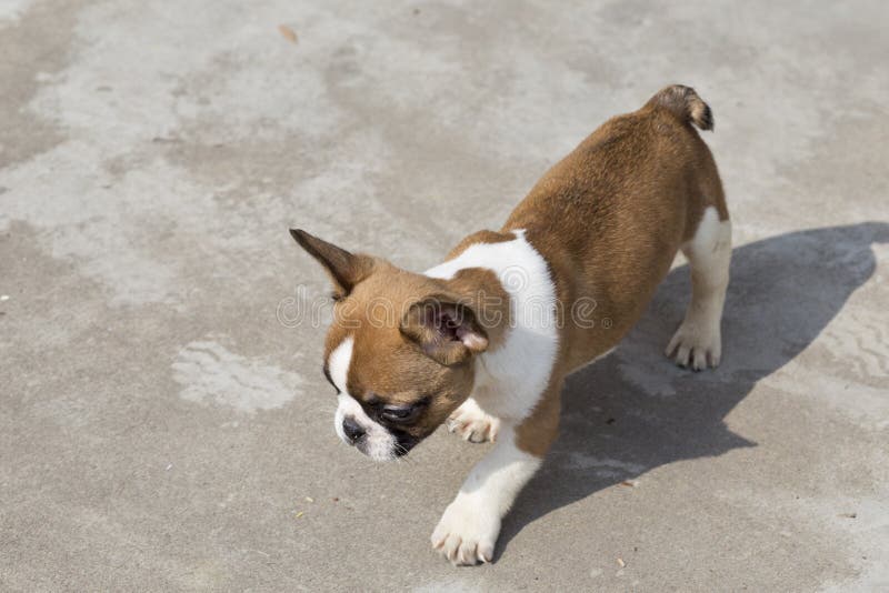 Buldog francez cu buldog este un câine muscular foarte inteligent, cu oase groase, cu structură compactă compactă, medie sau mică. expresia pare să fie vigilentă, curioasă și interesată. în afară de înlăturarea ghearelor, este greșit ca el să nu se califice în niciun fel. buldog francez este un tip loial, loial și persistent, gust unic și pe deplin dezvăluit în expresie și acțiune. copilul este, de asemenea, bun stil, o abilitate puternică, o curiozitate puternică pentru lucruri noi, câine bun de jucărie.