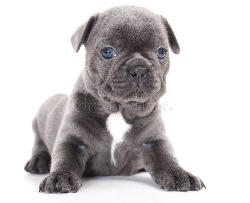 Buldog francez royalty free stock photography