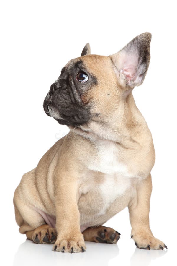 Buldog francez royalty free stock photos