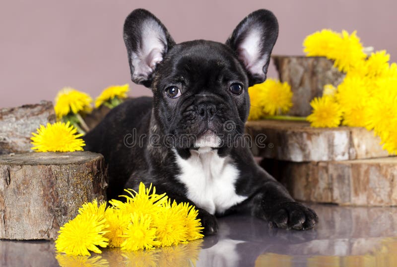 Buldog francez stock images