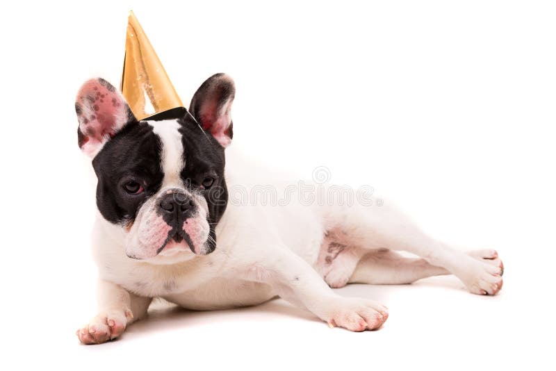 Buldog francez royalty free stock images