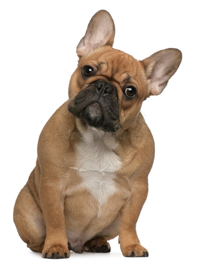 Buldog francez de 5 luni stock photos