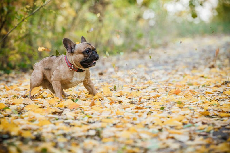 Buldog francez de rasă pură. câine drăguț jucând afară stock photos
