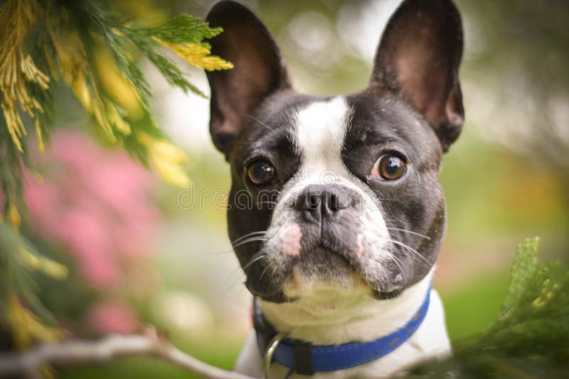 Buldog francez de toamnă în frunze. stock image