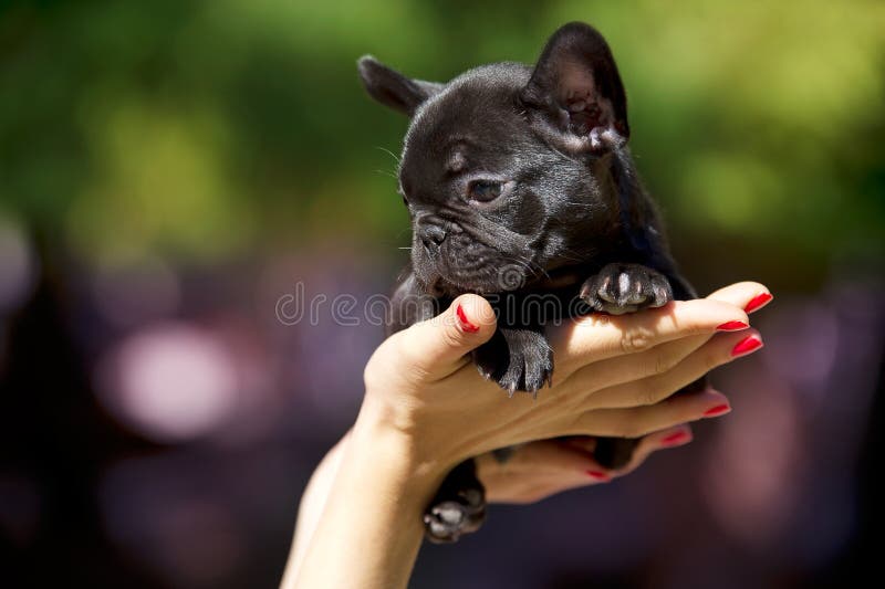Buldog francez stock image