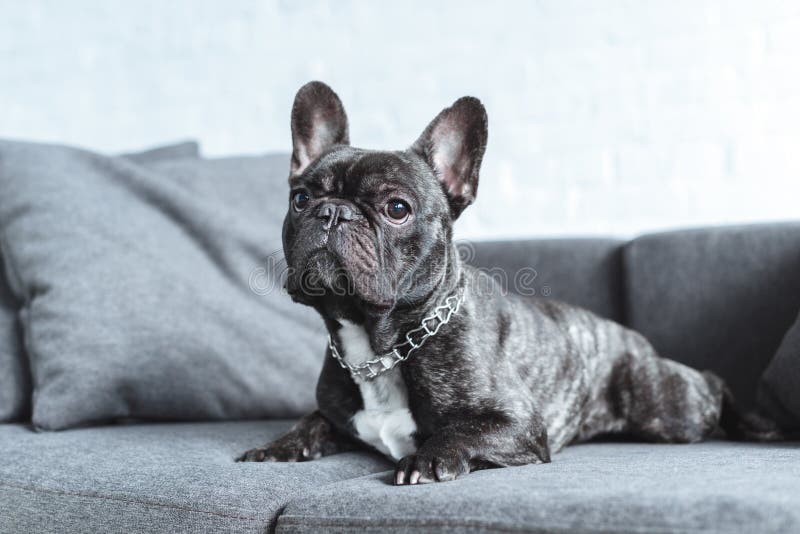 Buldog francez drăguț care minte royalty free stock image