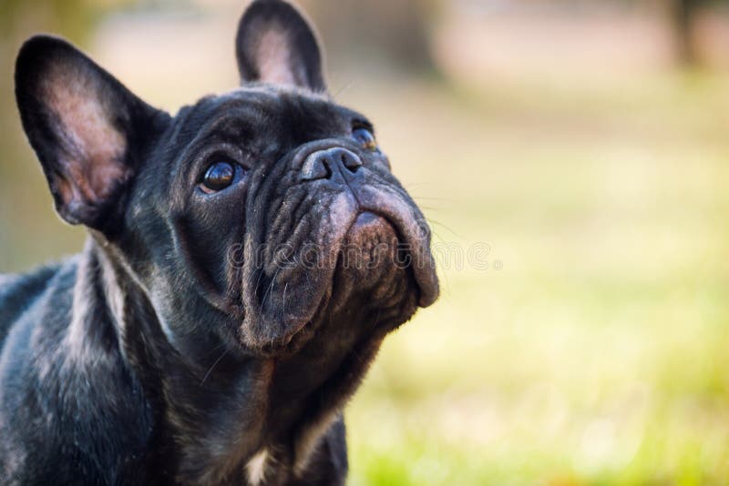 Buldog francez drăguț stock photos