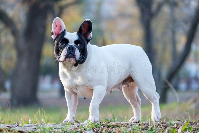 Buldog francez drăguț royalty free stock photo