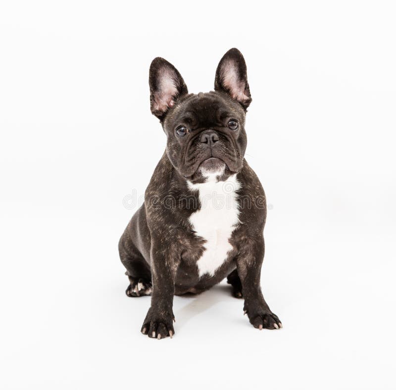 Buldog francez stock photos