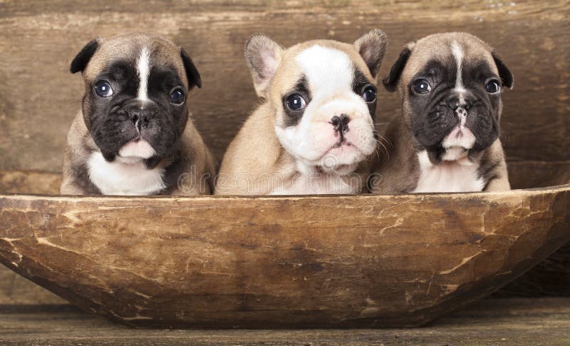 Buldog francez royalty free stock images