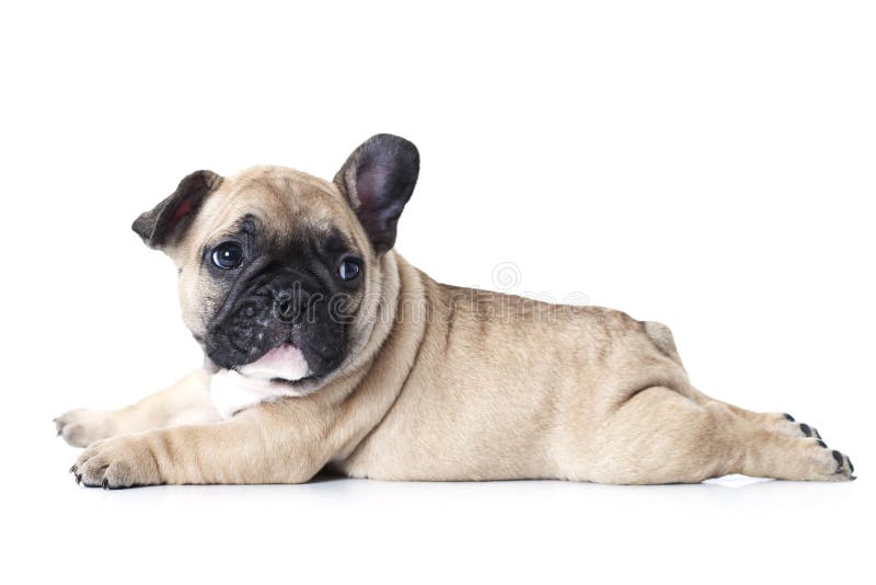 Buldog francez pe fond alb stock image