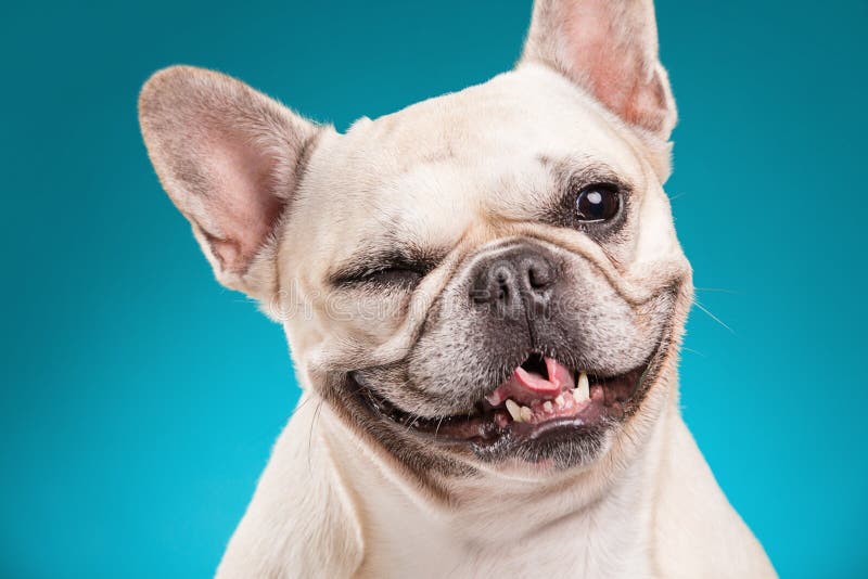Buldog francez pe fond albastru stock photo