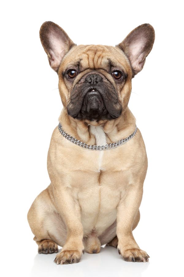 Buldog francez stock photo