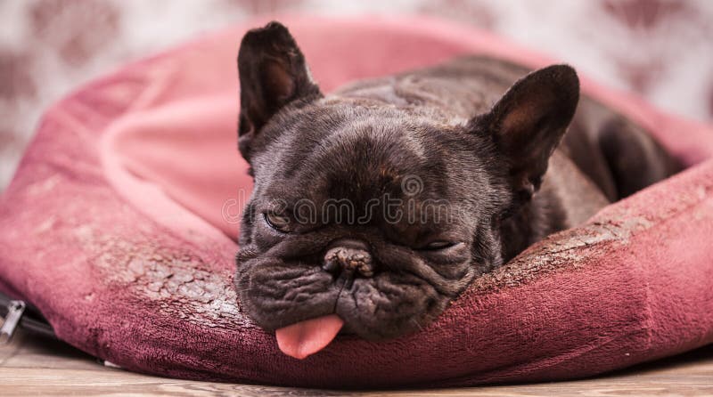 Buldog francez relaxat stock image
