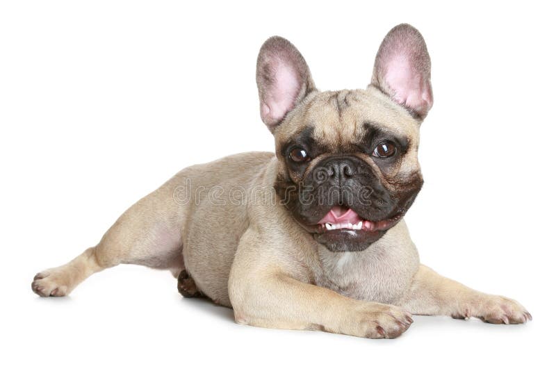 Buldog francez royalty free stock photos