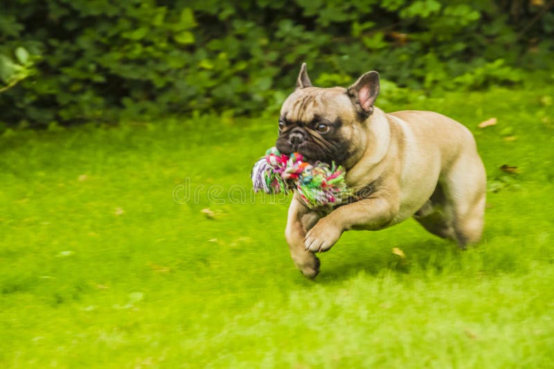 Buldog francez stock photo