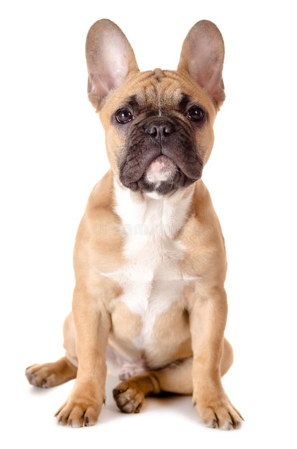 Buldog francez în fundal alb royalty free stock photos