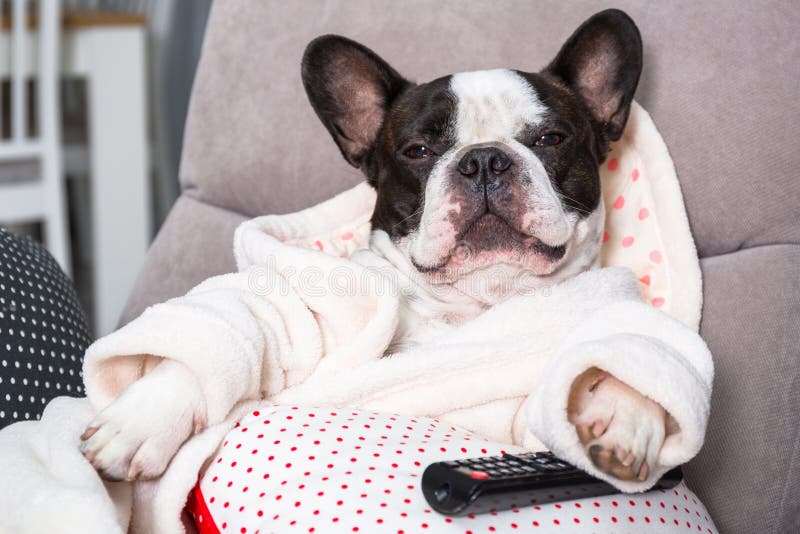 Buldog francez în halat de baie cu telecomandă pe scaun royalty free stock photo