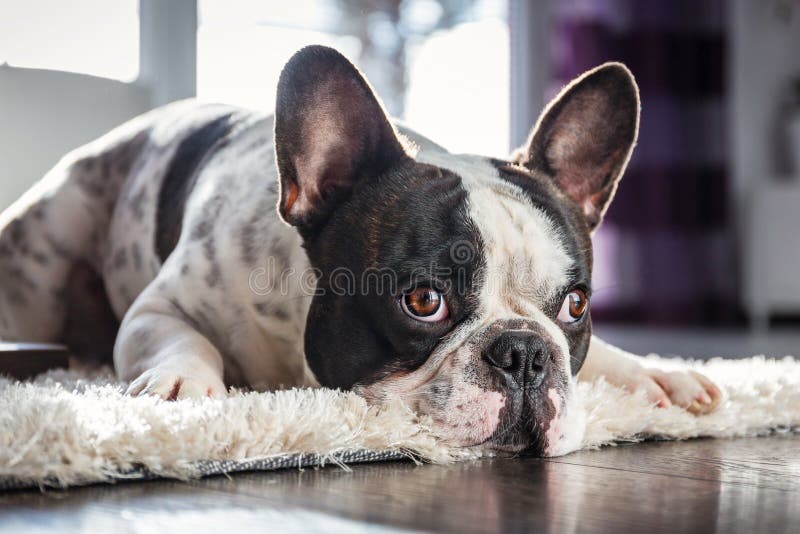 Buldog francez în sufragerie royalty free stock images