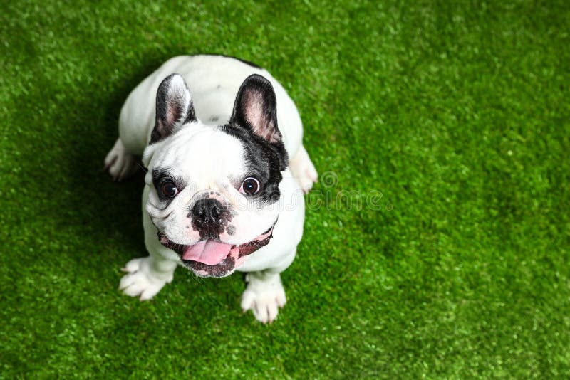 Buldog francezi pe iarbă verde. pentru text stock photo