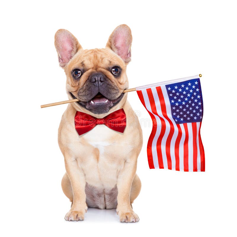 Buldog franțuzesc stock image