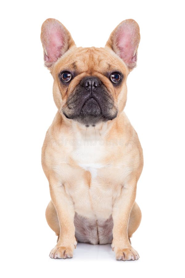 Buldog franțuzesc royalty free stock photo
