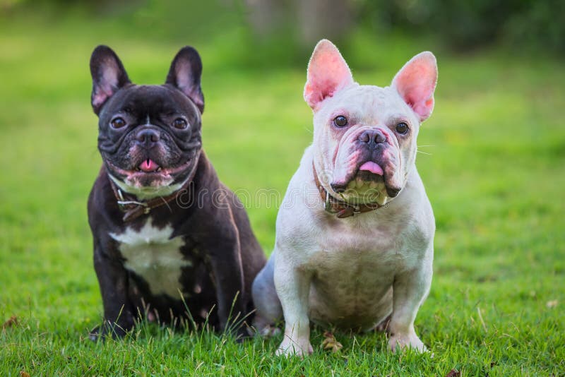 Buldog franțuzesc și așteptând iarba verde royalty free stock images