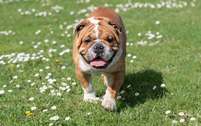 Buldog na polu fotografia royalty free Buldog na polu fotografia royalty free