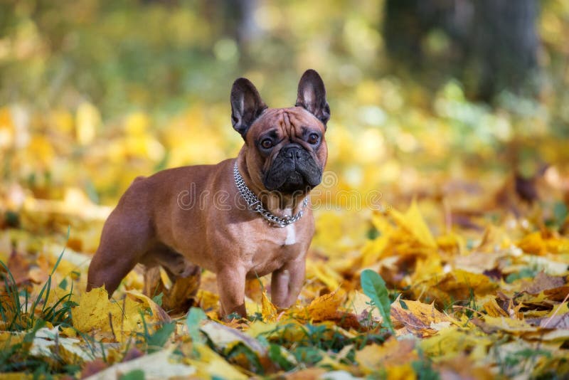 Buldog roșu francez care apare în aer liber toamna stock photos