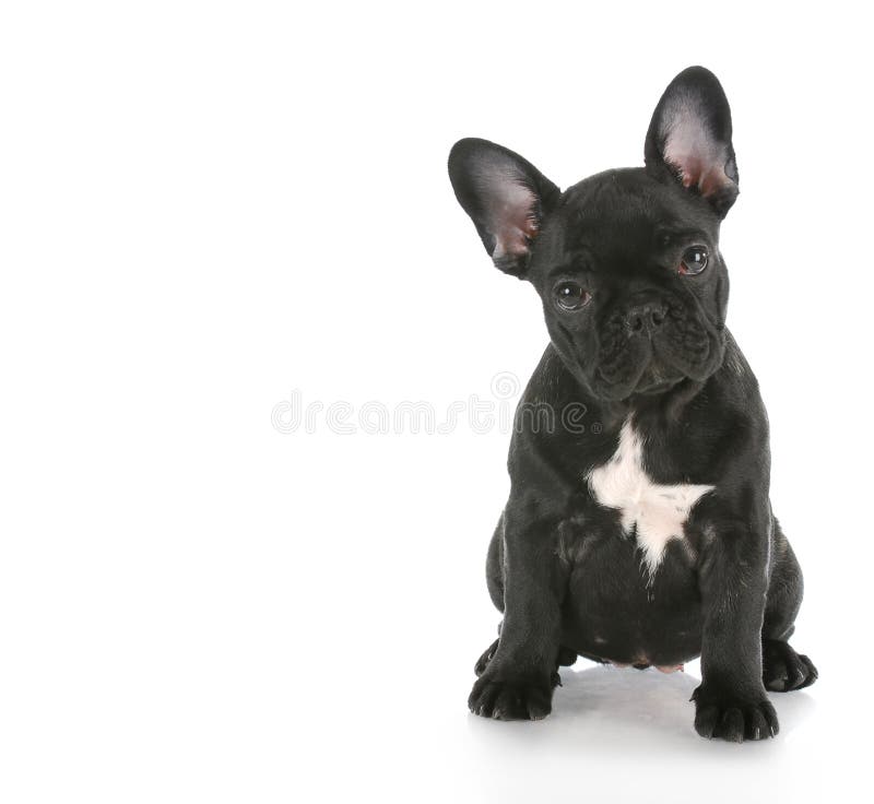 Buldoga francuza obsiadanie zdjęcia stock