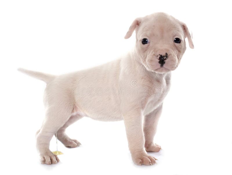 Buldogue americano do cachorrinho que urina imagem de stock royalty free Buldogue americano do cachorrinho que urina imagem de stock royalty free