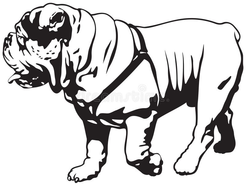 Buldogue, buldogue inglês ou buldogue britânico ilustração do vetor Buldogue, buldogue inglês ou buldogue britânico ilustração do vetor