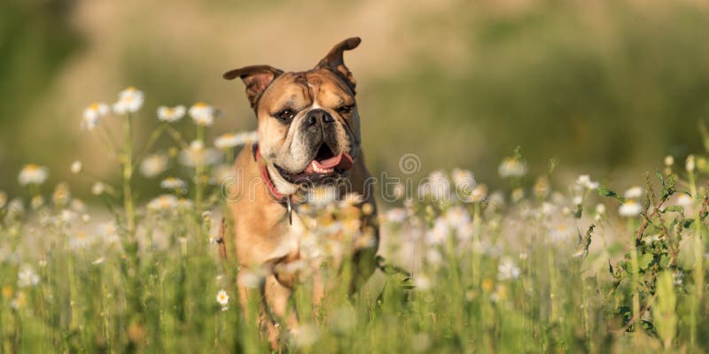 Buldogue continental O cão está estando em um prado colorido bonito de florescência foto de stock Buldogue continental O cão está estando em um prado colorido bonito de florescência foto de stock