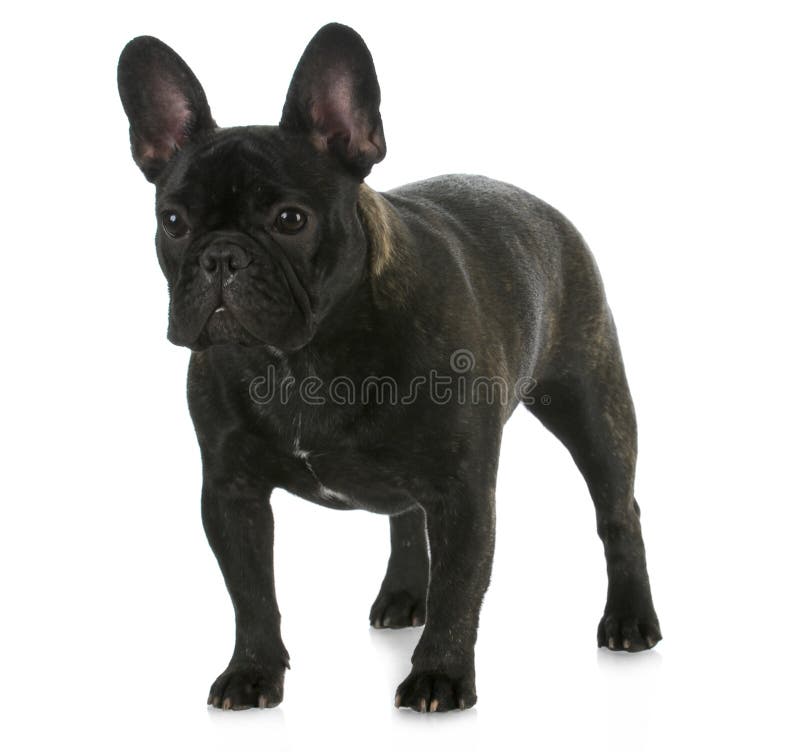 Buldogue francês imagens de stock royalty free Buldogue francês imagens de stock royalty free
