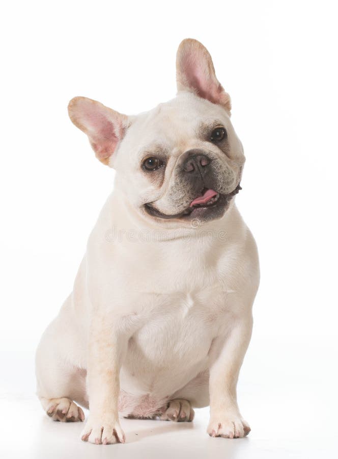 Buldogue francês imagens de stock royalty free Buldogue francês imagens de stock royalty free