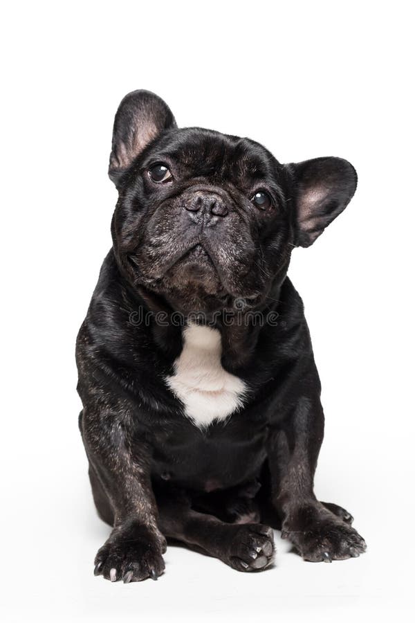 Buldogue francês bonito que senta-se e que olha isolado acima no fundo branco foto de stock Buldogue francês bonito que senta-se e que olha isolado acima no fundo branco foto de stock