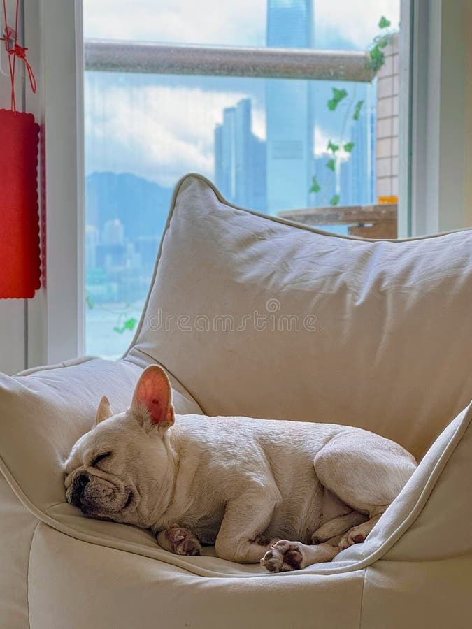 Buldogue Francês a dormir com vista para a cidade imagens de stock royalty free